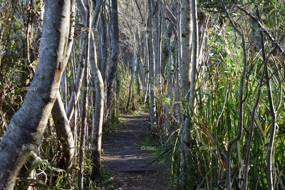 wood road