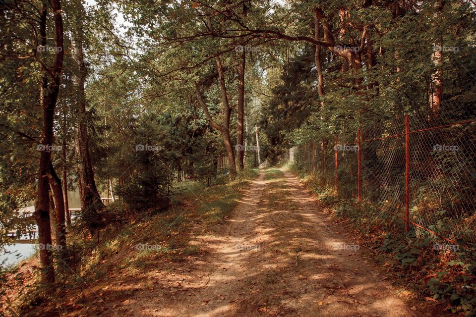 Summer landscape with road