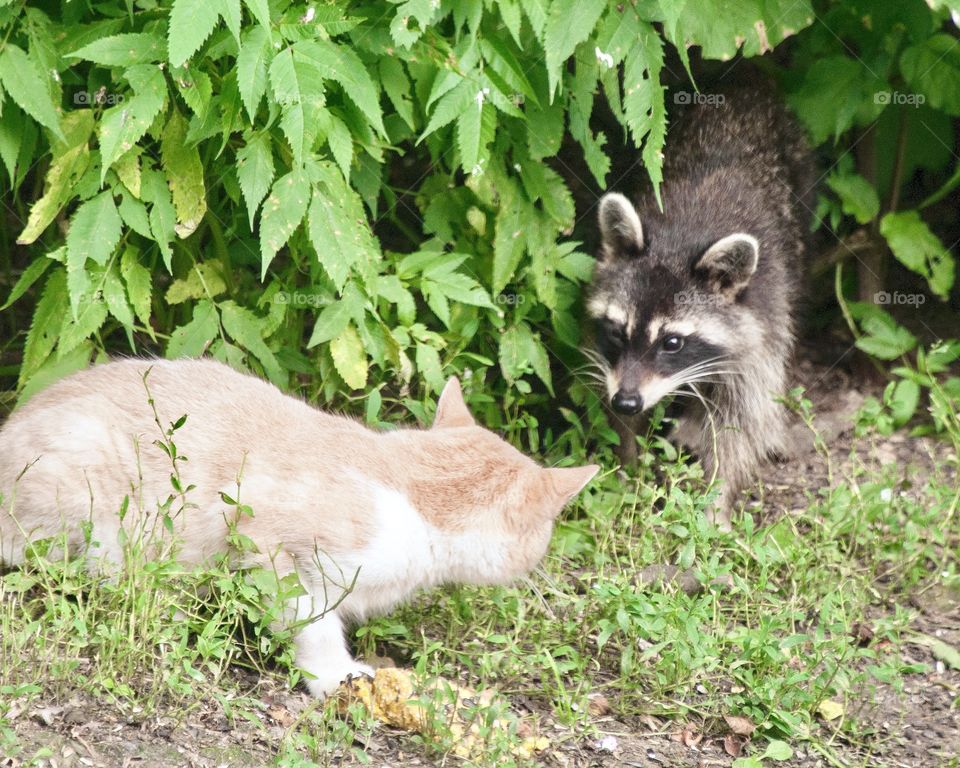 The meeting, A raccoon and a feral cat in a surprising moment see each other face to face 