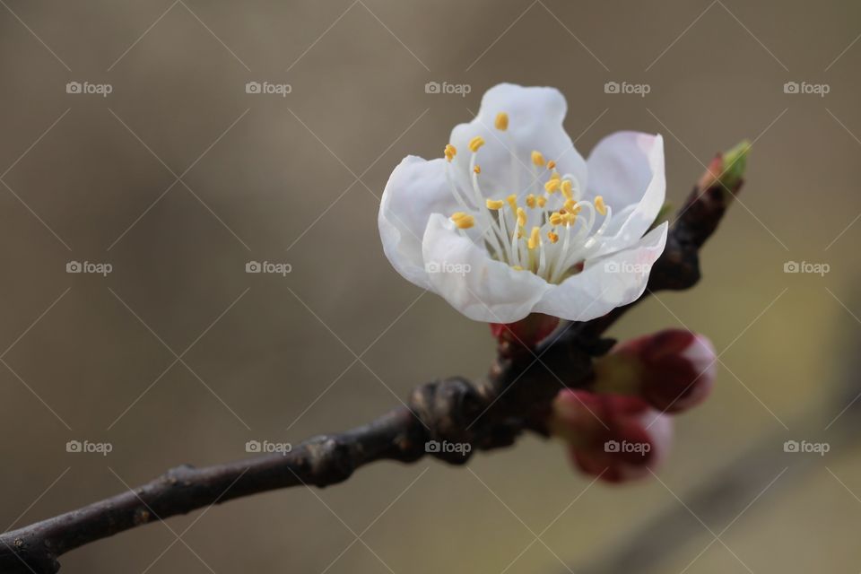 Cherry blossom flower on twig during springtime