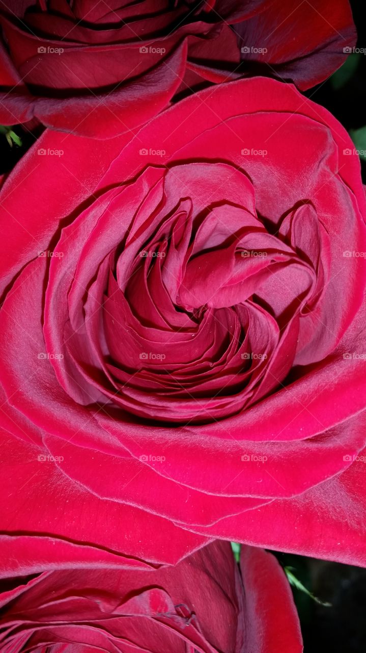 Rose