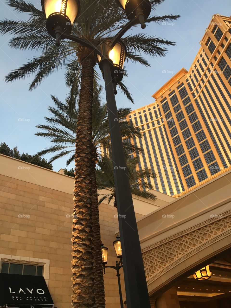 Vegas palm tree