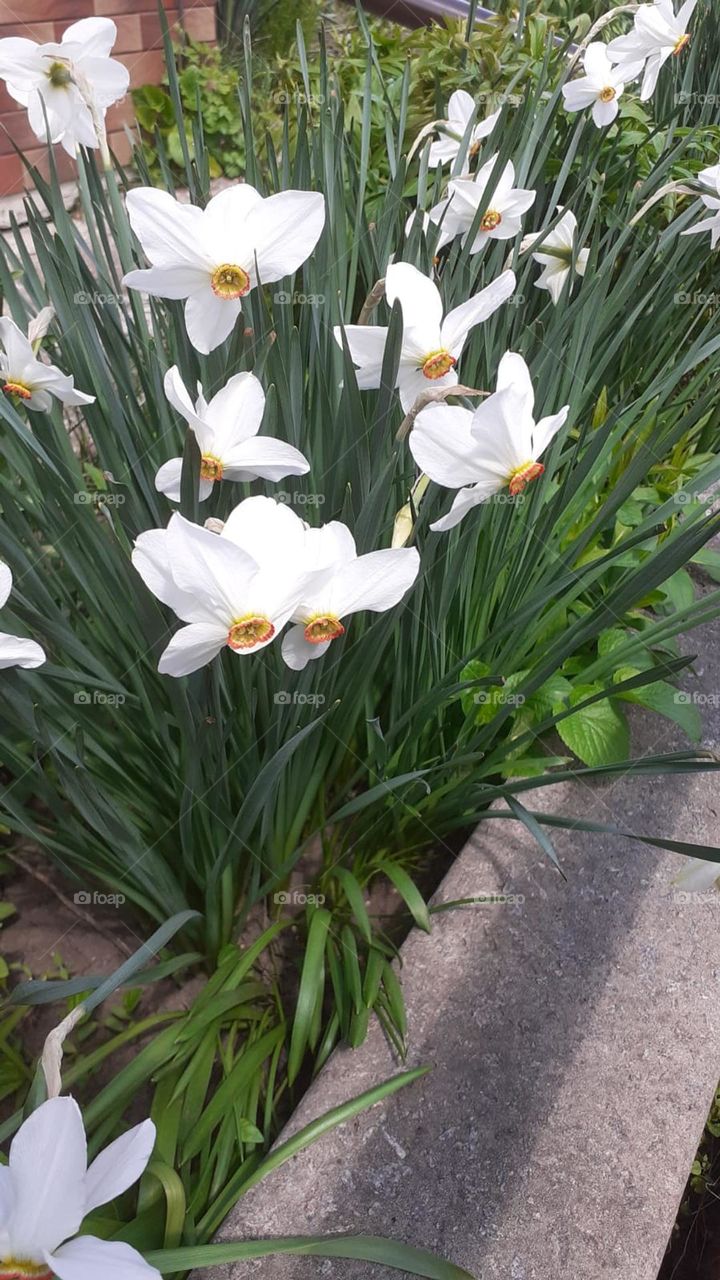 White narcissus