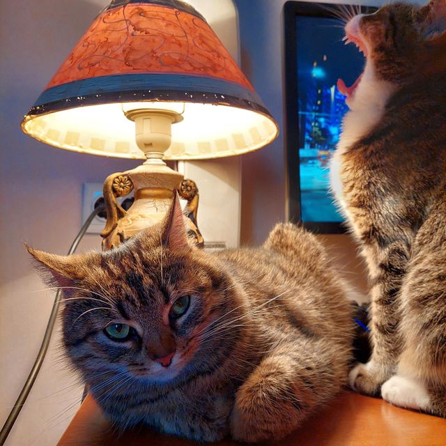 cat on table