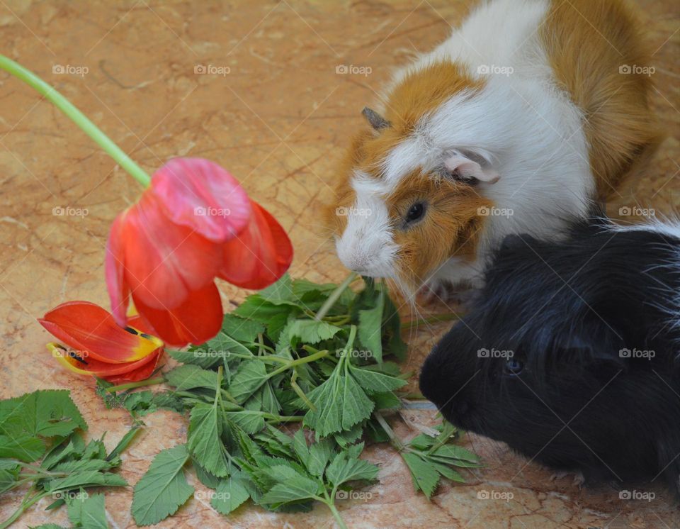 beautiful guinea pigs eating green grass spring time, love pet