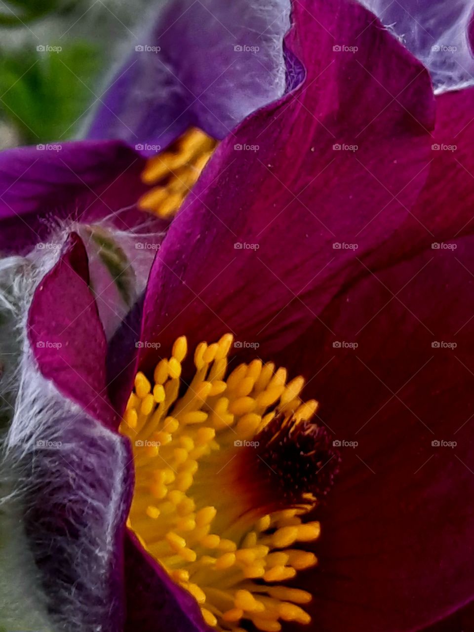 muted colours of a close-up of pulsatilla flowers