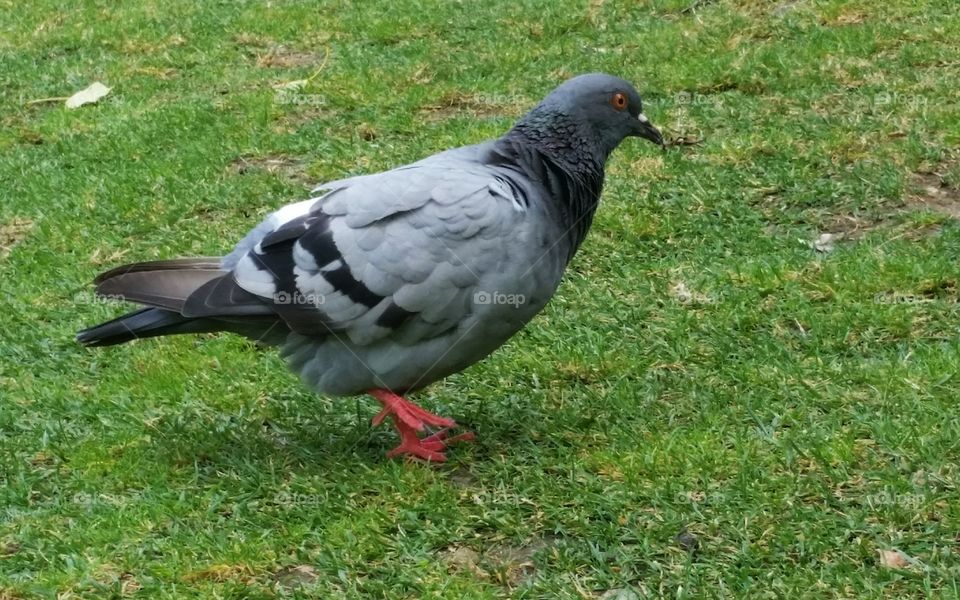 Pigeon