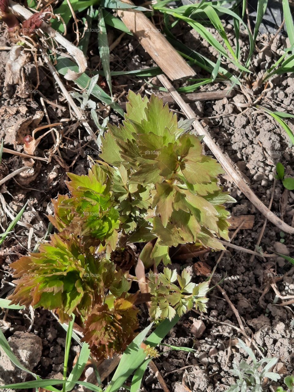 fresh green  shoots  of lovage in springtime