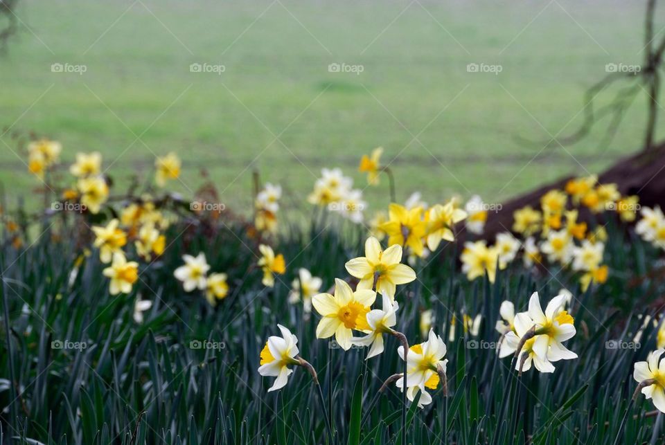 Daffadowndilly . Patch of Daffodil's