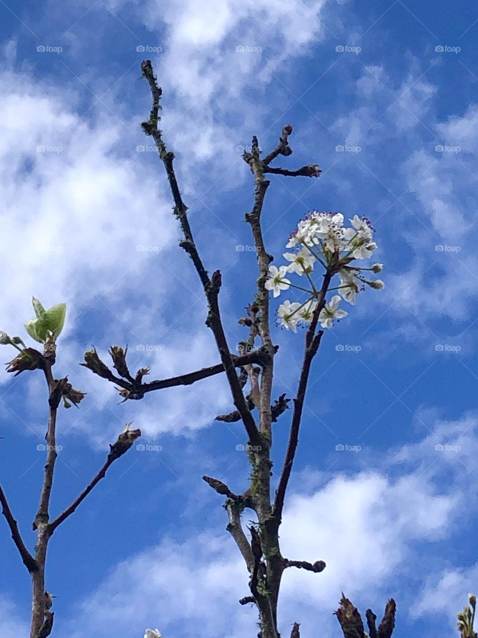 And just like that the rain is gone and the sun is out, and the Bradford Pear is soaking up the sun and water!