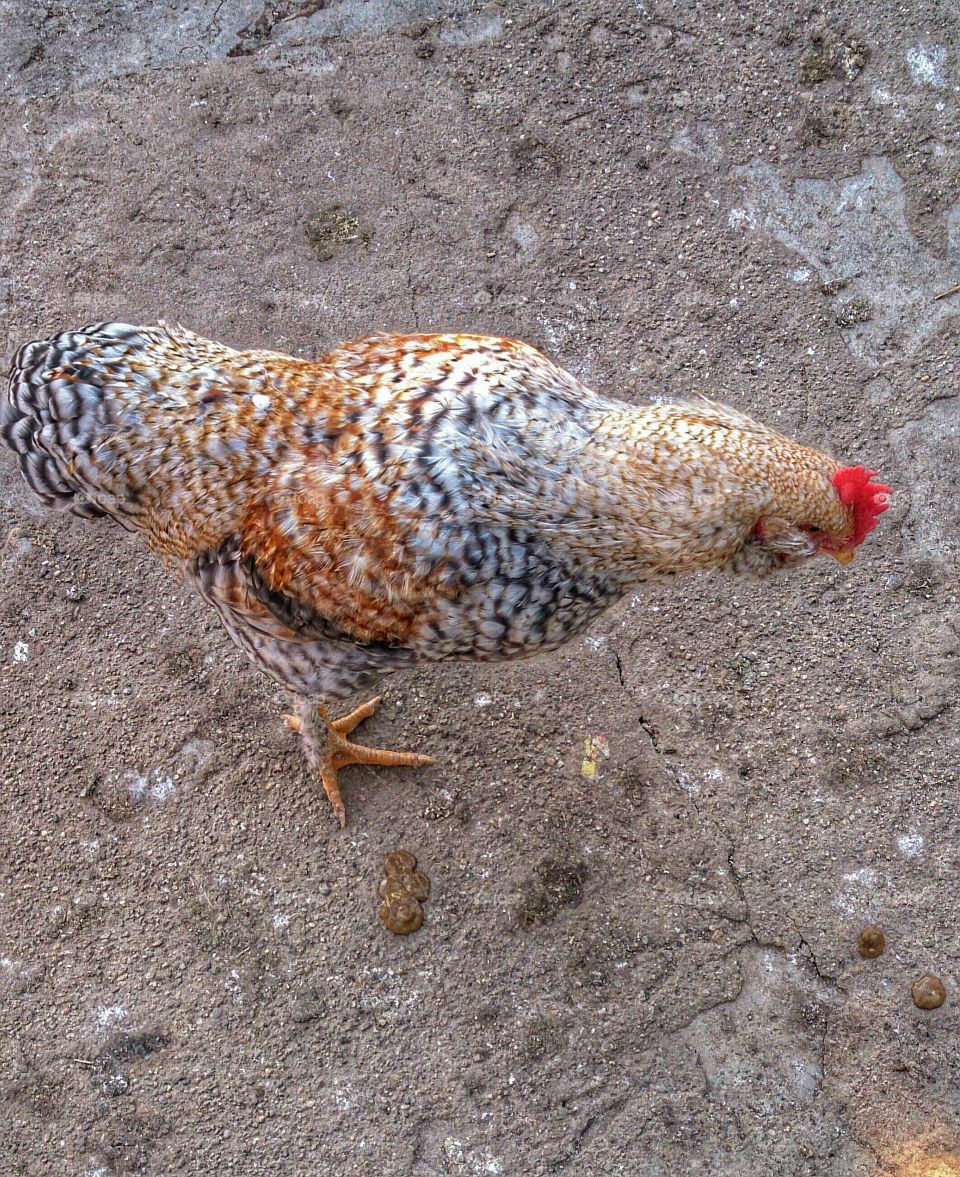 chicken