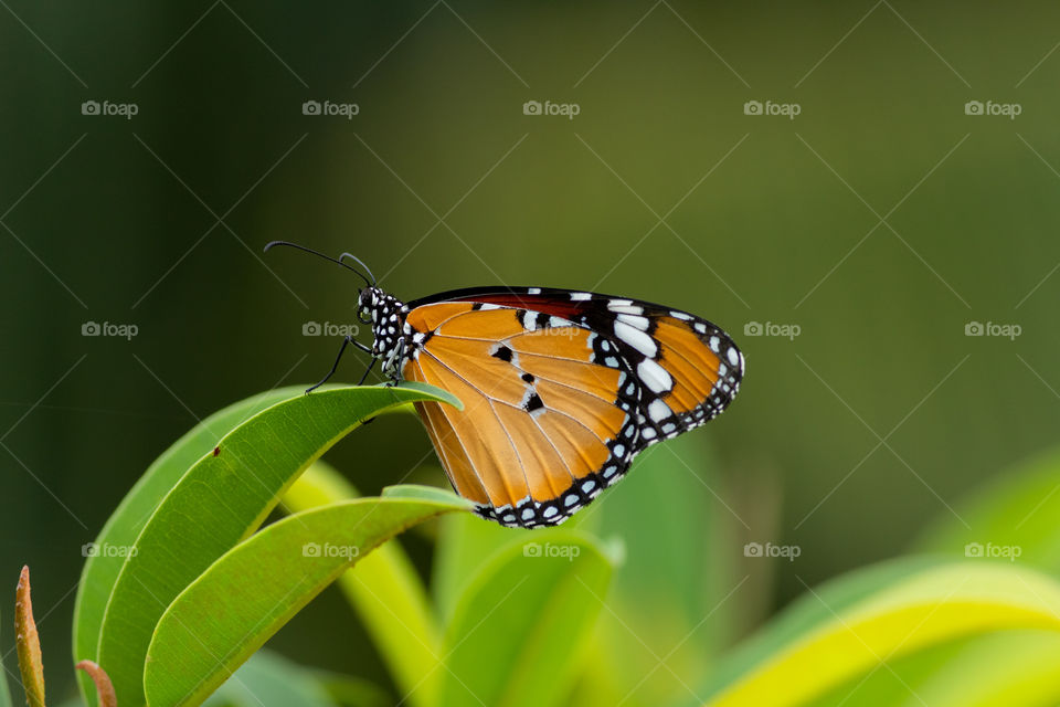 Butterflies are insects in the macrolepidopteran clade Rhopalocera from the order Lepidoptera, which also includes moths. Adult butterflies have large, often brightly coloured wings, and conspicuous, fluttering flight.