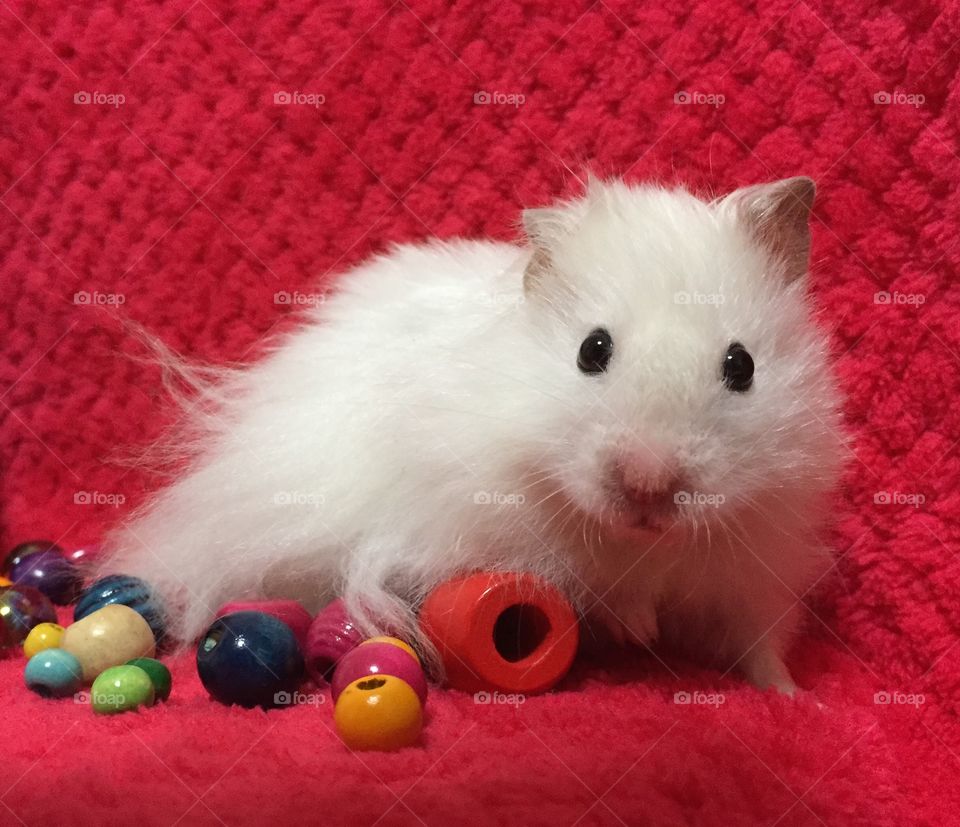 fun animals in our daily life