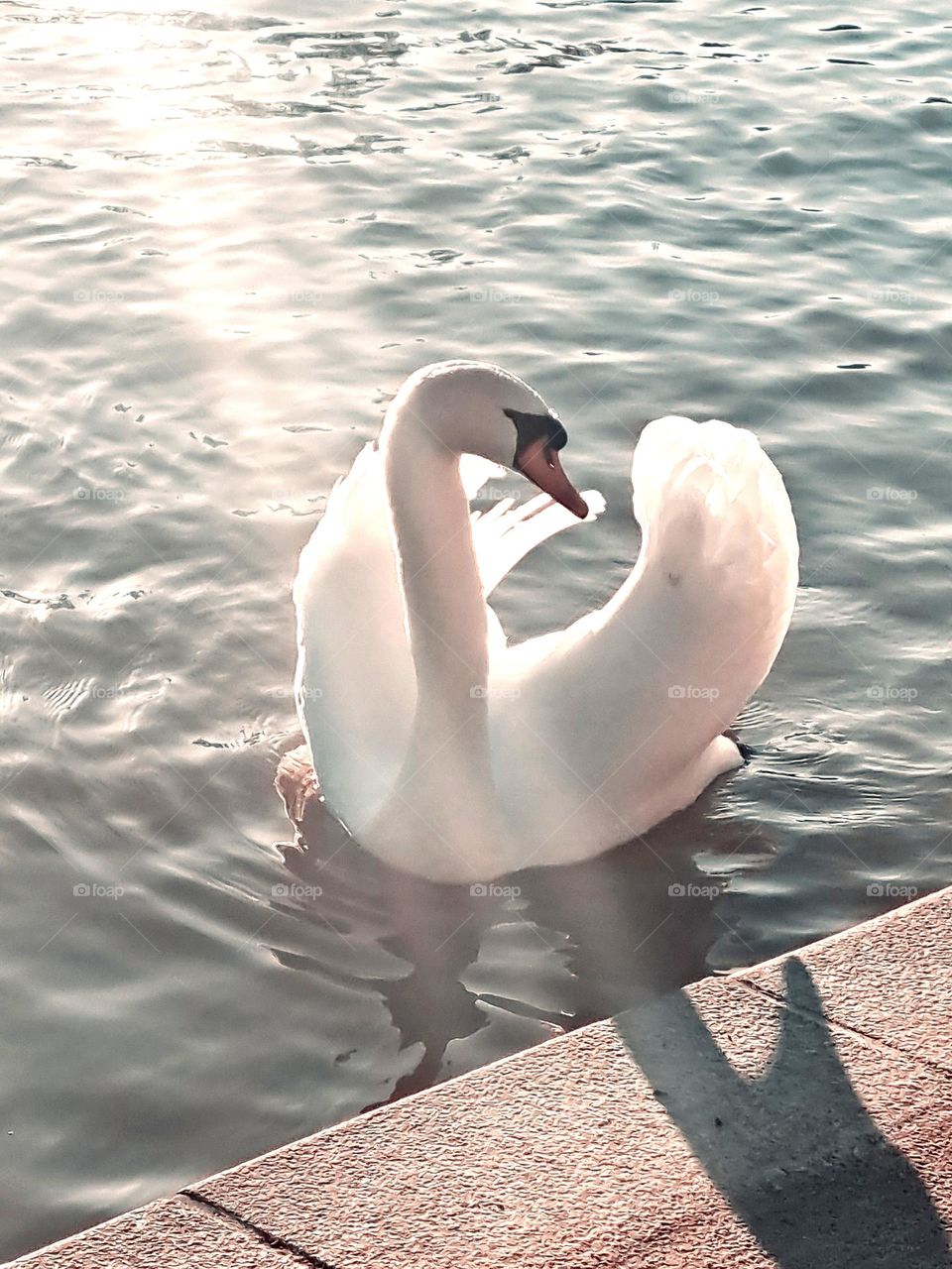 Swan and the sun