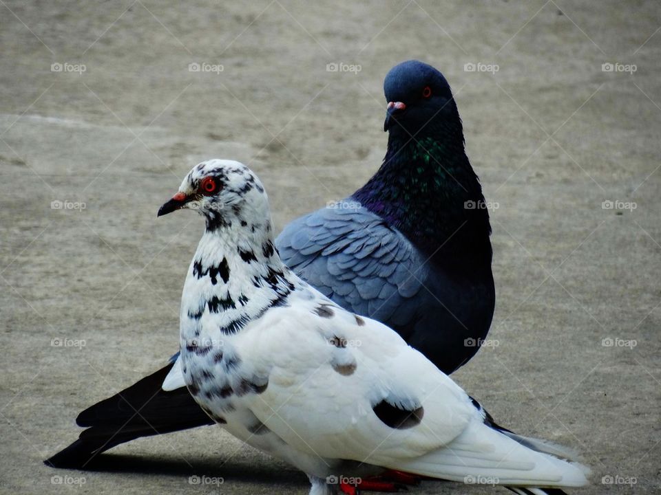 Pigeons