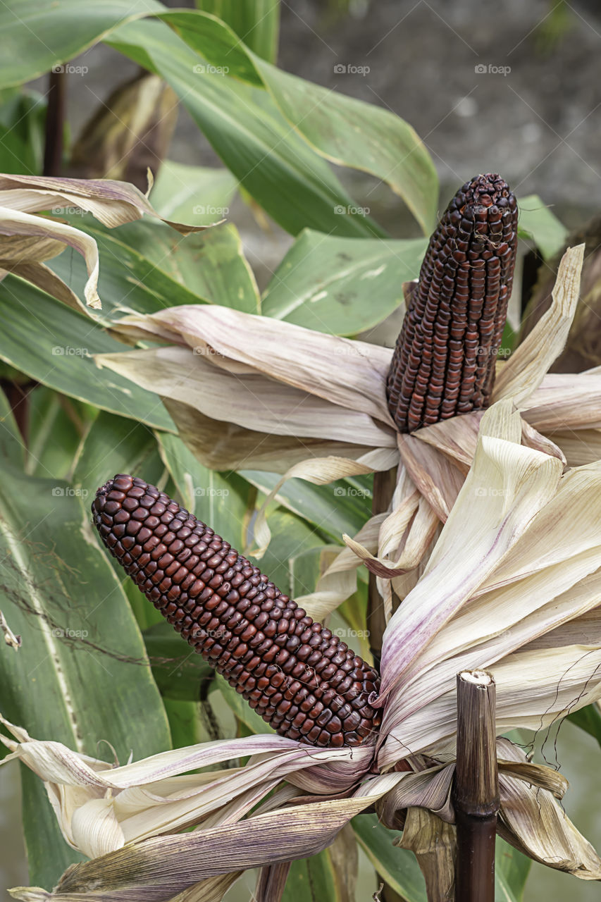 Corn with red pods on the tree at the farm show.