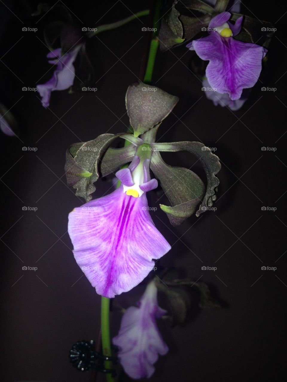 Encyclia Orchid 