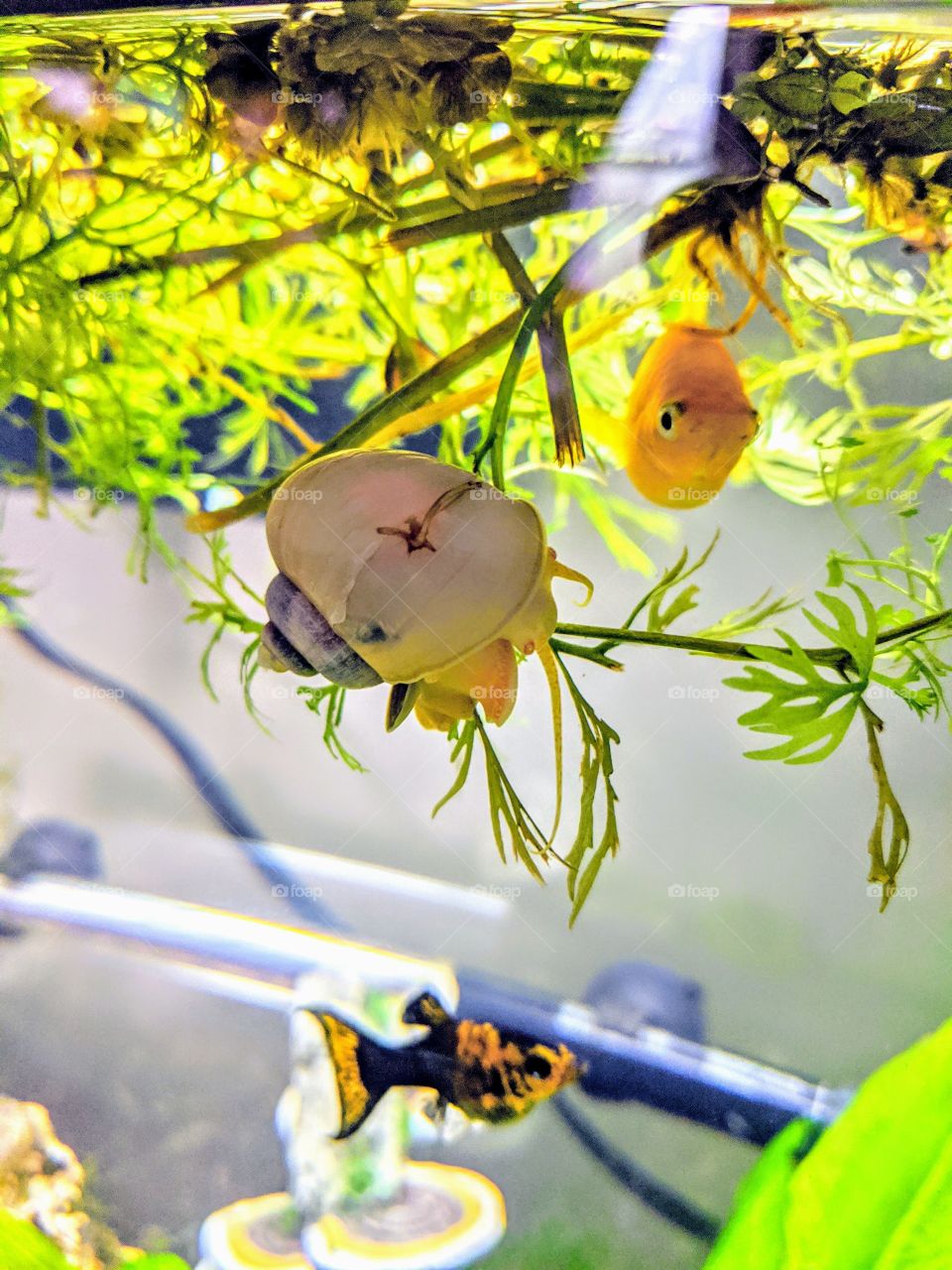 Curious Gold Dust Molly and Albino Mystery Snail with Gold Panda Molly in a live planted freshwater aquarium