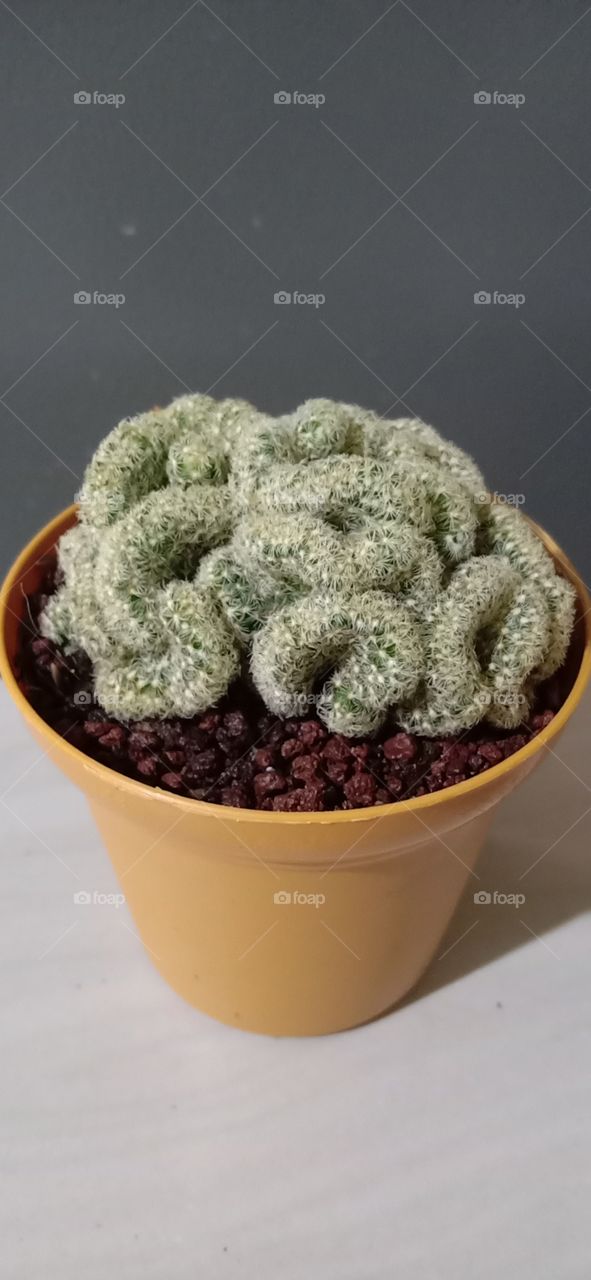 brain cactus