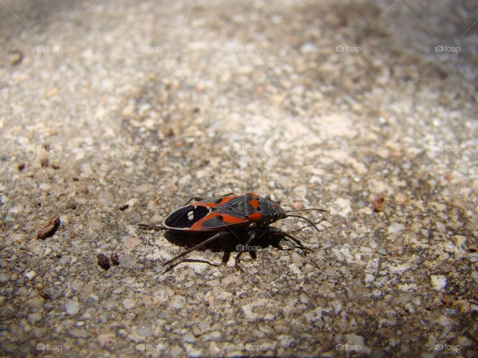 Black and orange bug 
