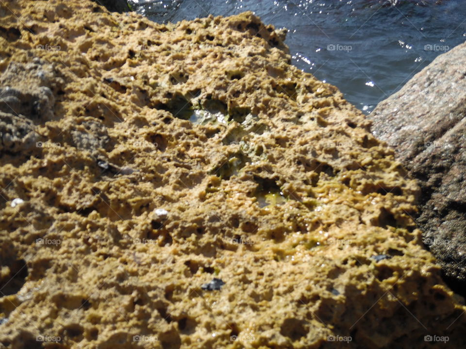 coral reef. This is a vacation photo that I took of some coral reef in Port Aransas Texas