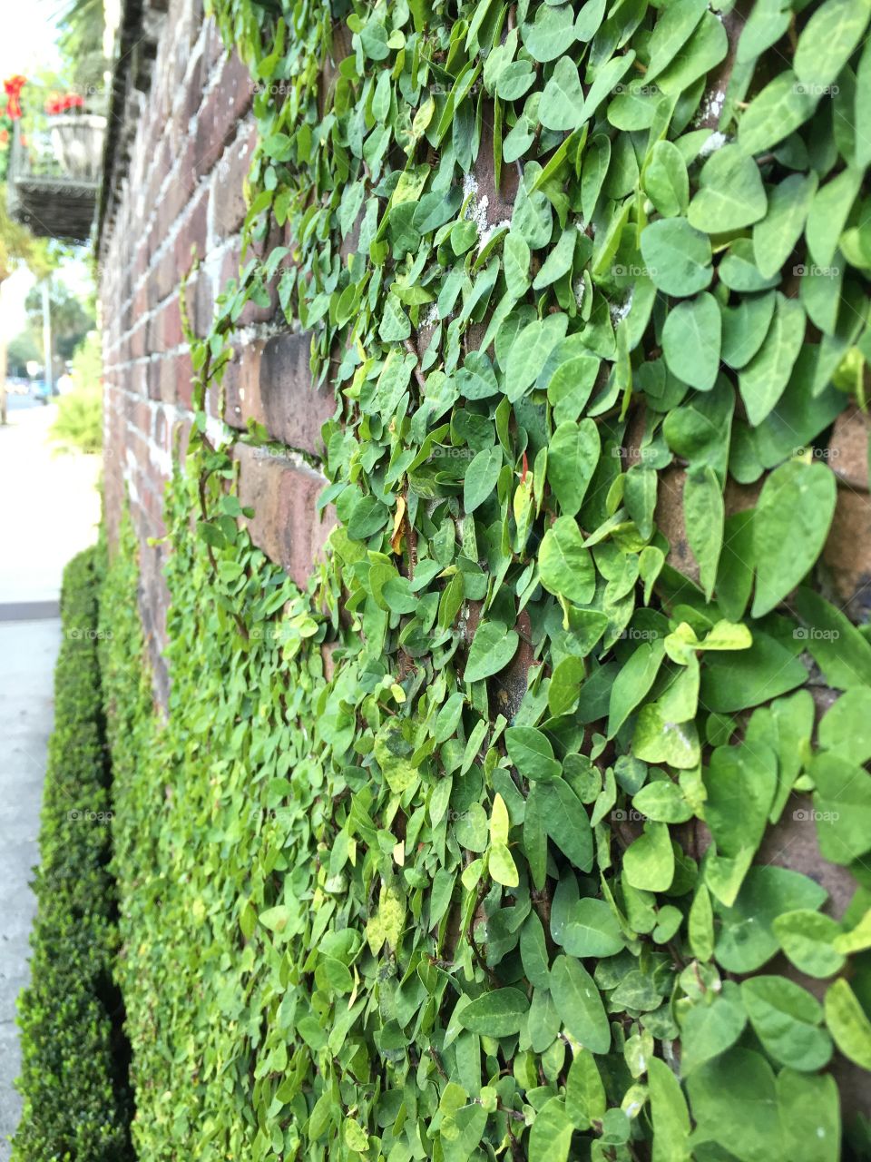 Ivy and Brick. Charleston, SC: garden wall. 
