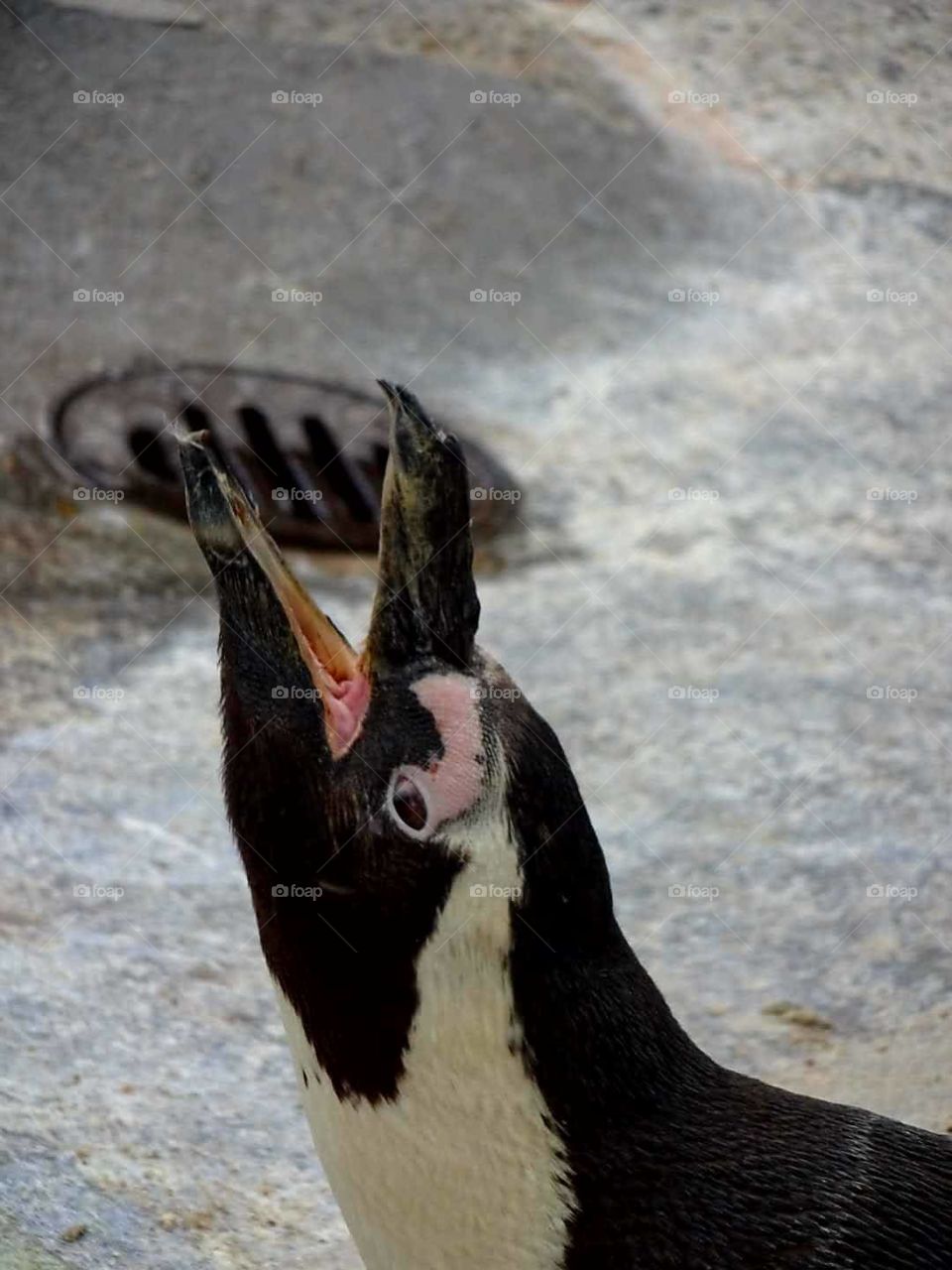 penguin