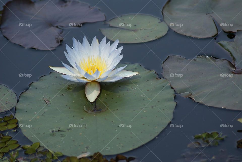 A lily pad 