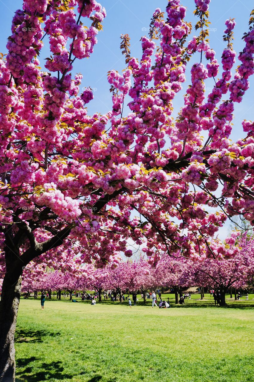 Cloaked in a profusion of cascading pink flowers, The Kwanzan Cherry Tree is known as the most prolific bloomer in the flowering cherry family. It delivers unmatched color and eye-catching blooms for effortless elegance in any landscape.