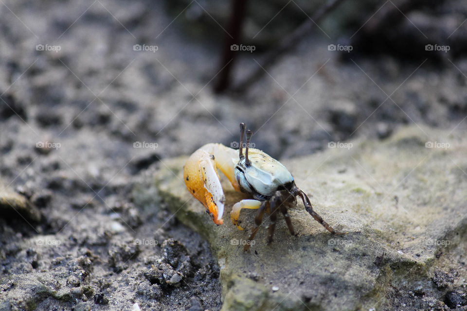fiddler crab