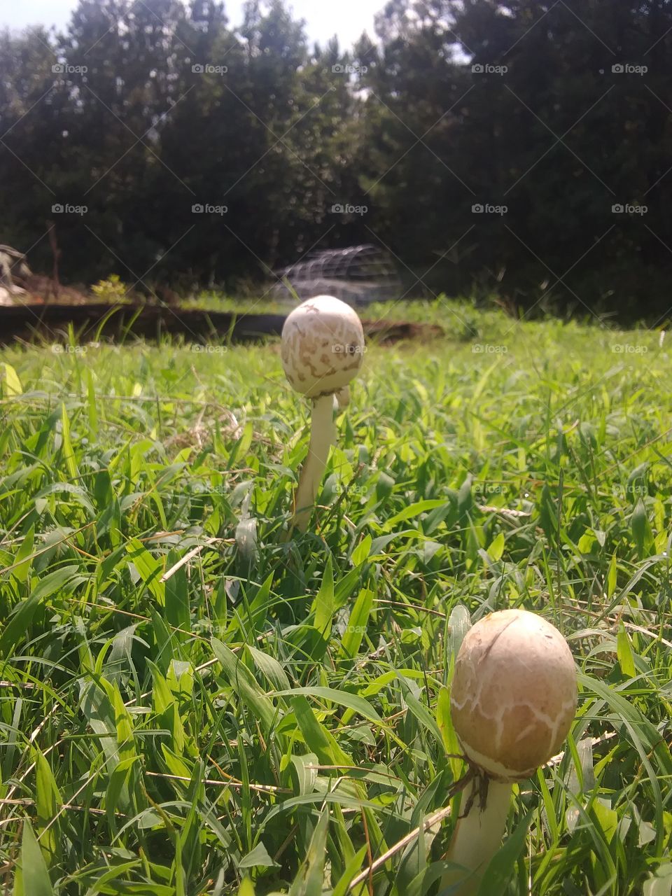 about to bloom shroom