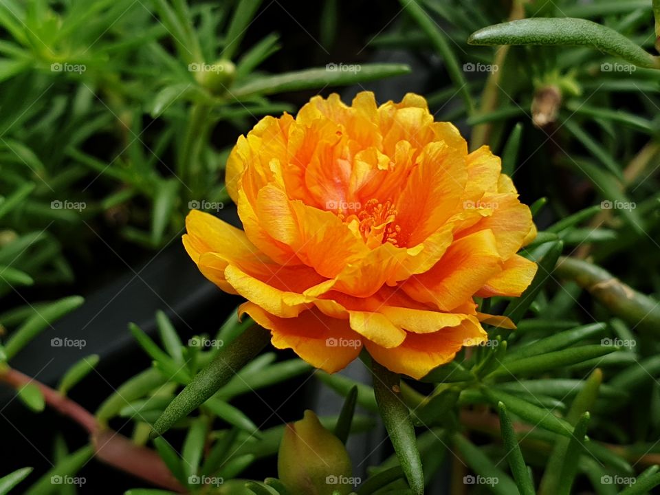 my beautiful Portulaca grandiflora