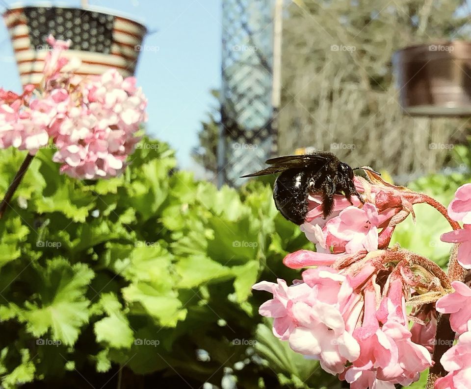 black bubble bee