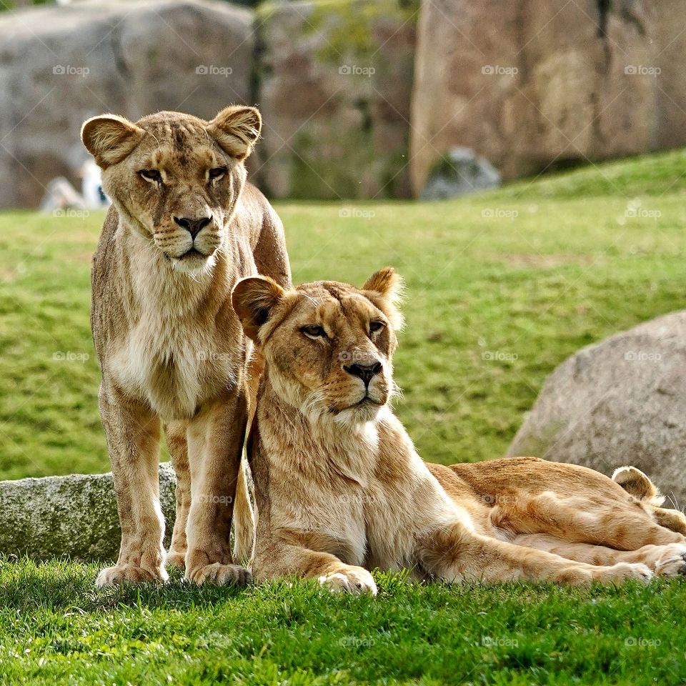 Lions 
