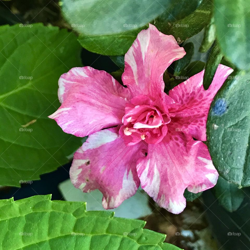 Beautiful flower in the backyard!