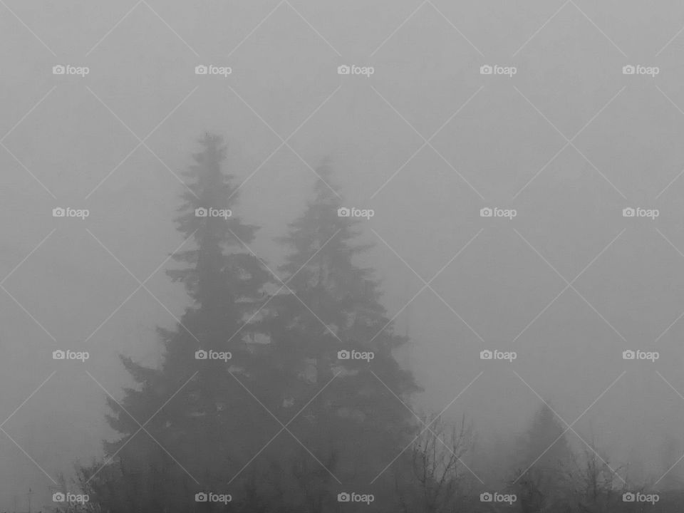 evergreens in fog