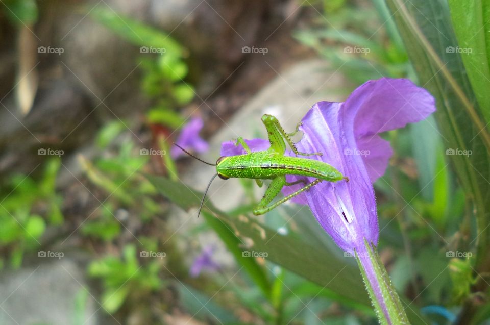 Grasshopper