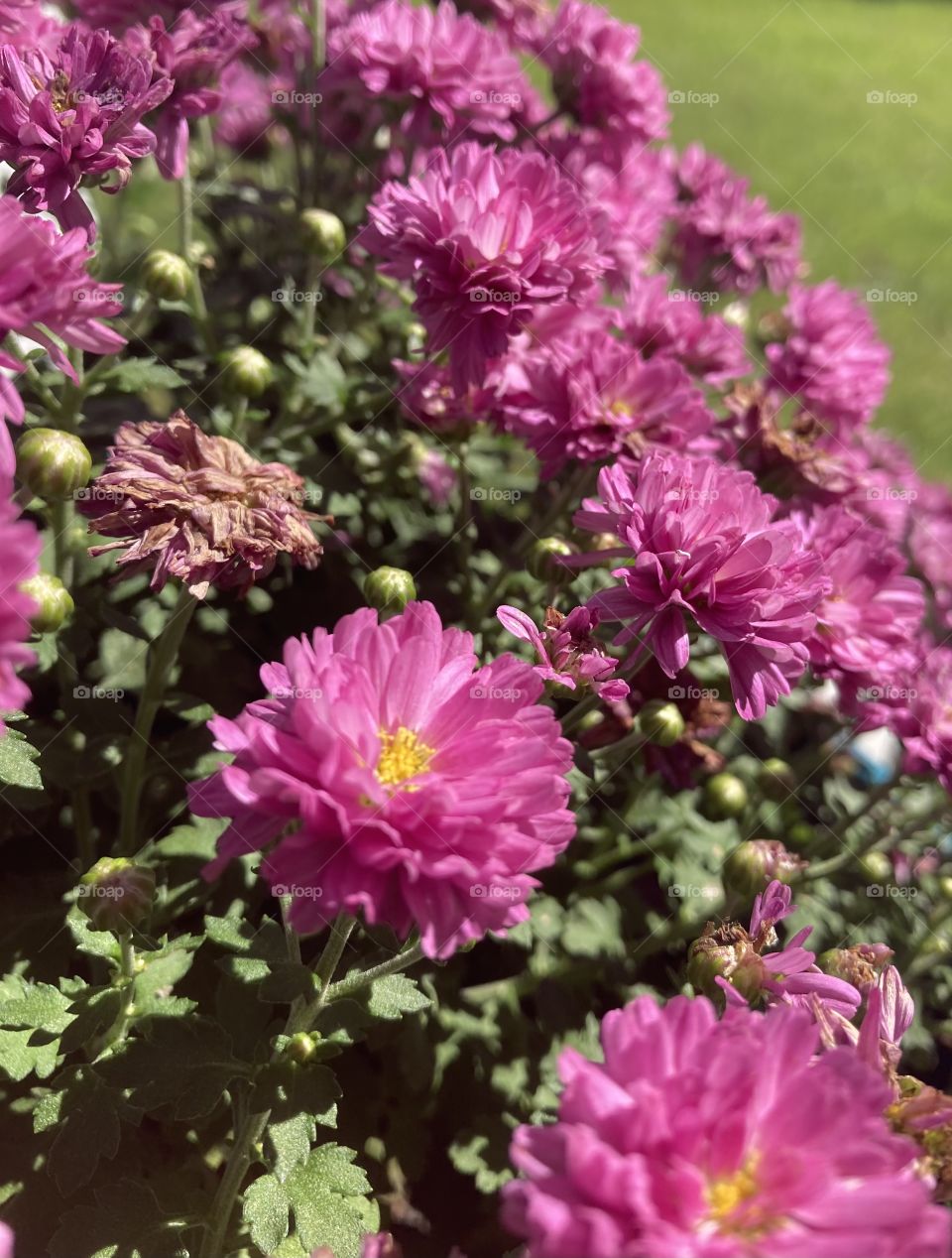 China Aster Flowers on a Beautiful Day Outside