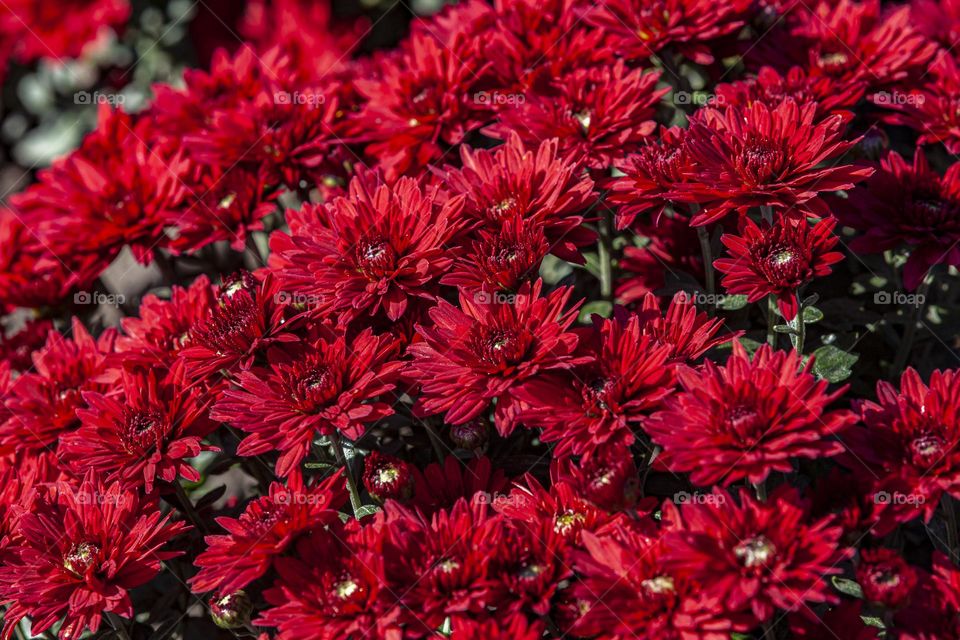 Chrysanthemums in the garden.