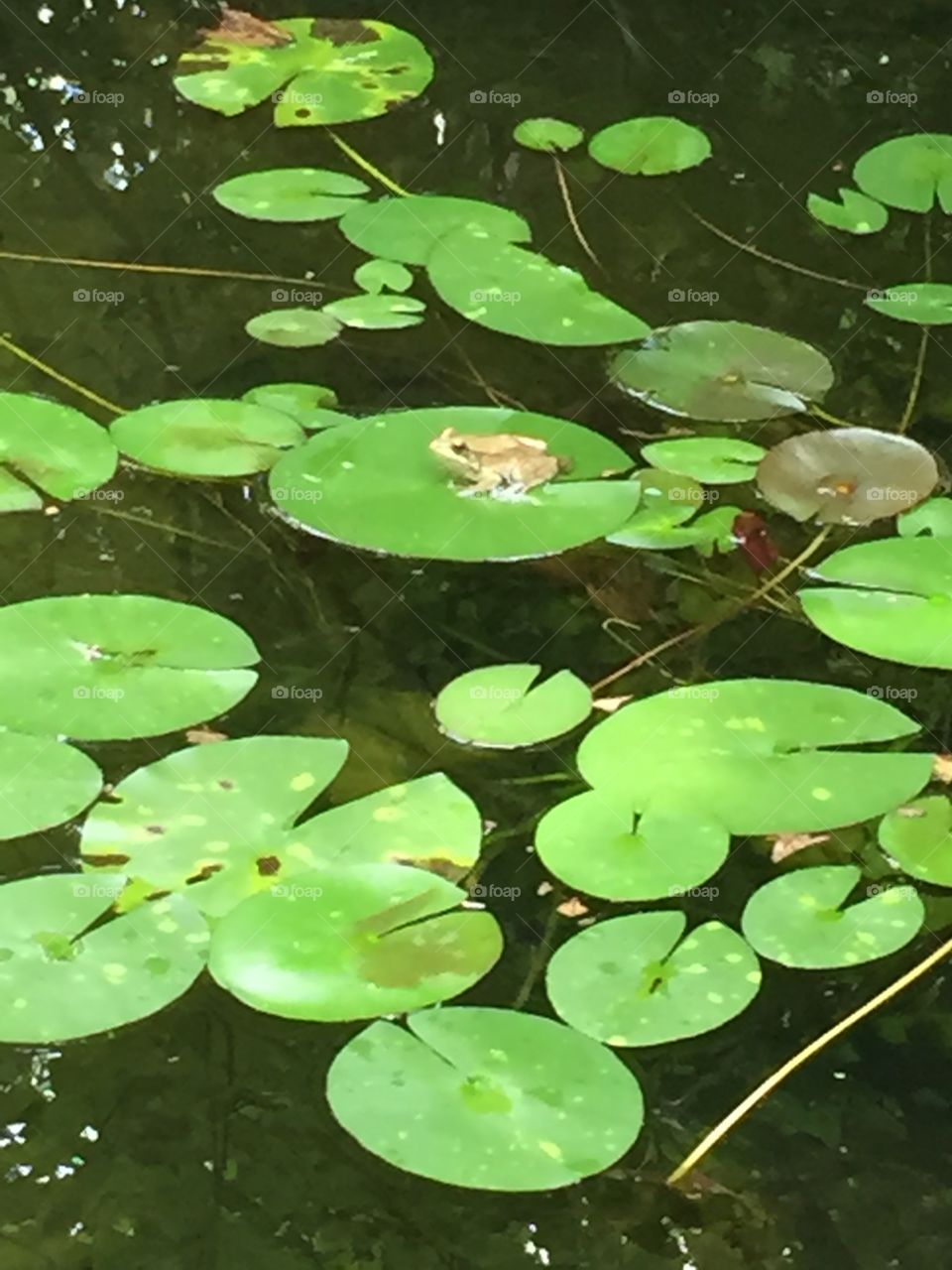 Frog on a lily pad. Just a frog chilling on a lily pad on a nice summer day. 