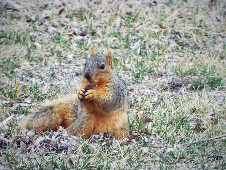 Squirrel ratting a nut