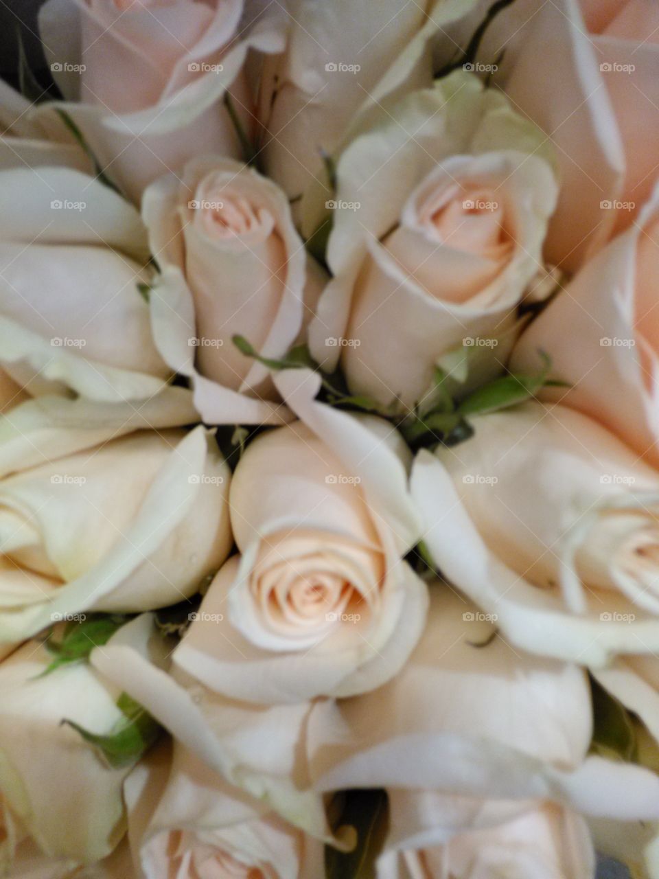 white roses. Bunch of white roses, close up, close crop