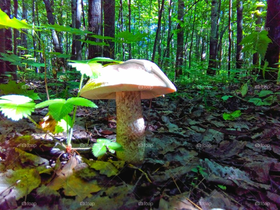 mushrooms in the forest
