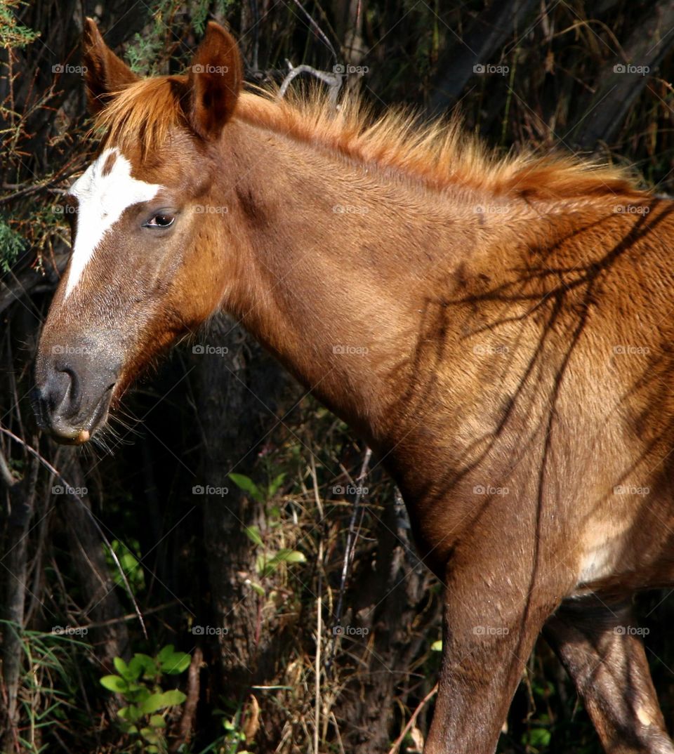 Wild Colt by the River