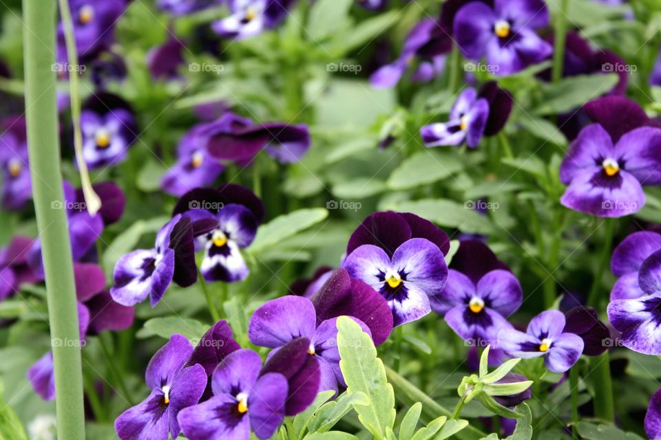 beautiful floral splendor