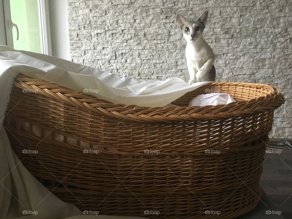 Basket, Wicker, No Person, Food, Container