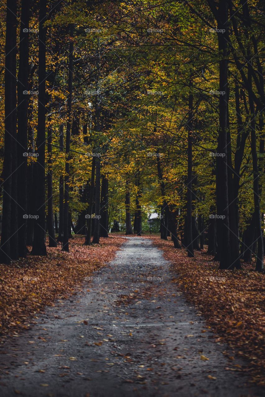 An autumn forrest