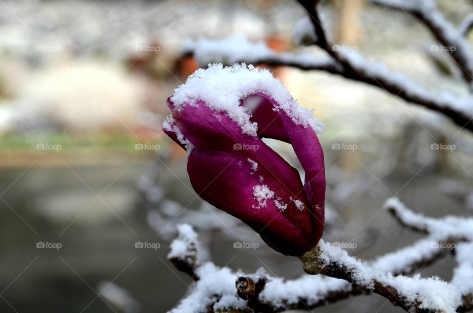 Snowy covered red tulip 
