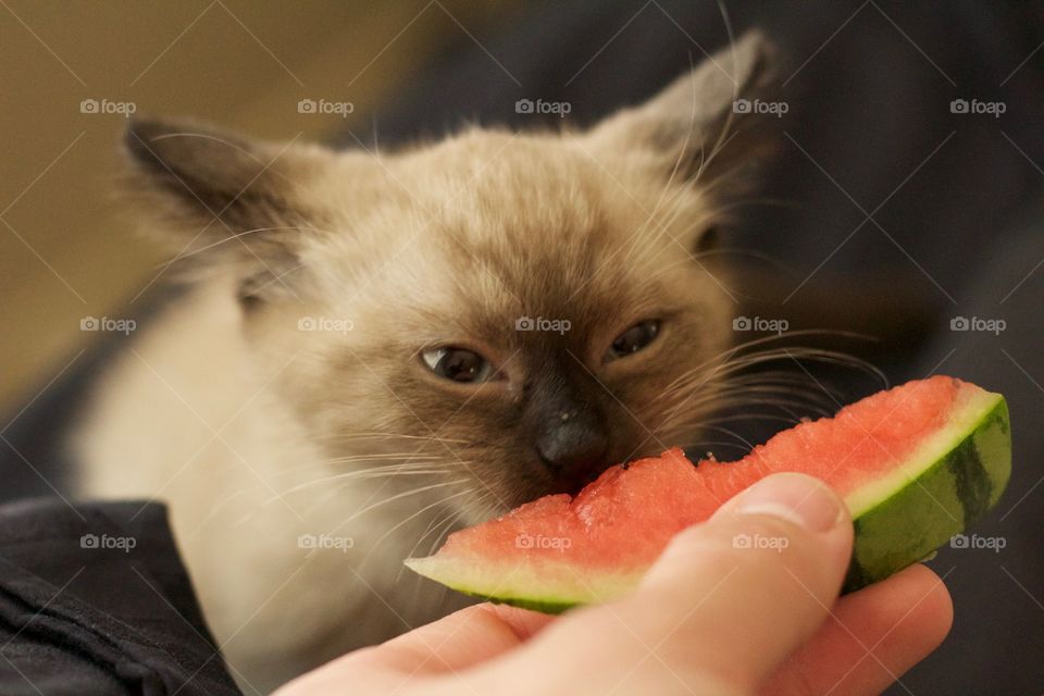 A cat eating watermelon