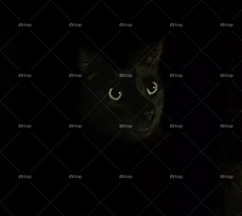 Can you find the cat 